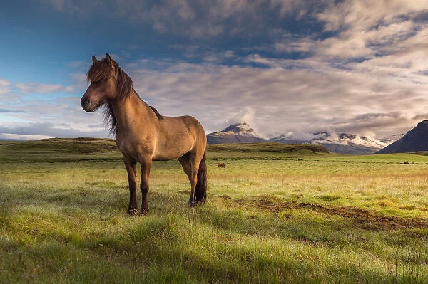 Icelandic horses with mountain background