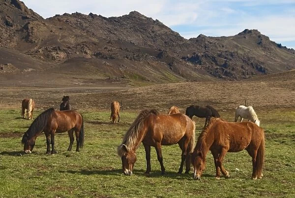 Icelandic horses, Reykanes, Iceland, Europe