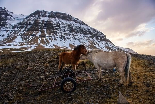 The Icelandic horses with the snowy mountain