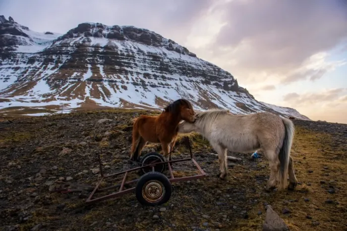 Framed Print : The Icelandic horses with the snowy mountain Framed Print : The Icelandic horses with the snowy mountain