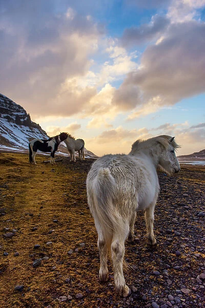 The Icelandic horses with the snowy mountain