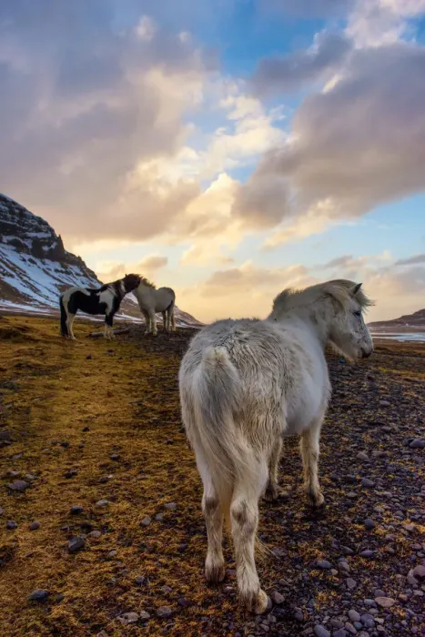 Framed Print : The Icelandic horses with the snowy mountain Framed Print : The Icelandic horses with the snowy mountain