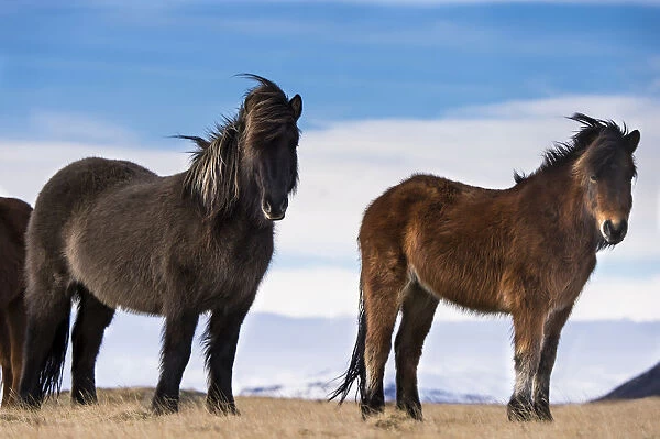 Icelandic horses, Vik, Iceland