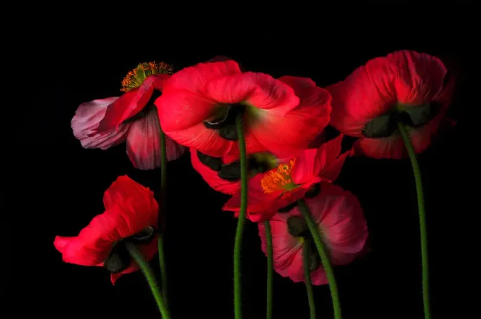 Framed Print : Icelandic Poppies - The View From Down Below Framed Print : Icelandic Poppies - The View From Down Below