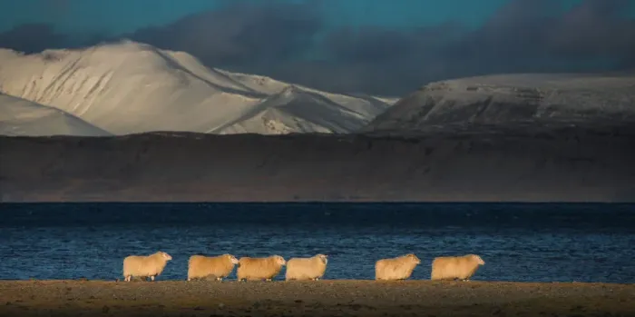 Framed Print : Icelandic sheep herd on a grassland Framed Print : Icelandic sheep herd on a grassland