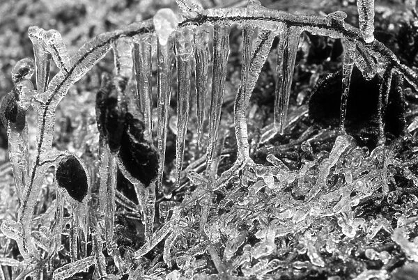 Icicles. circa 1935: A bramble bush covered in icicles
