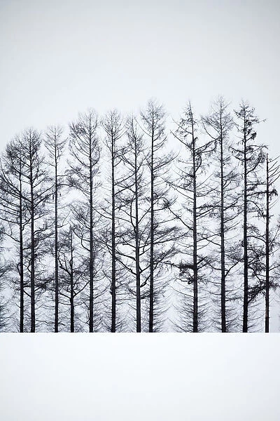 The Iconic pine trees in Biei, Hokkaido, Japan