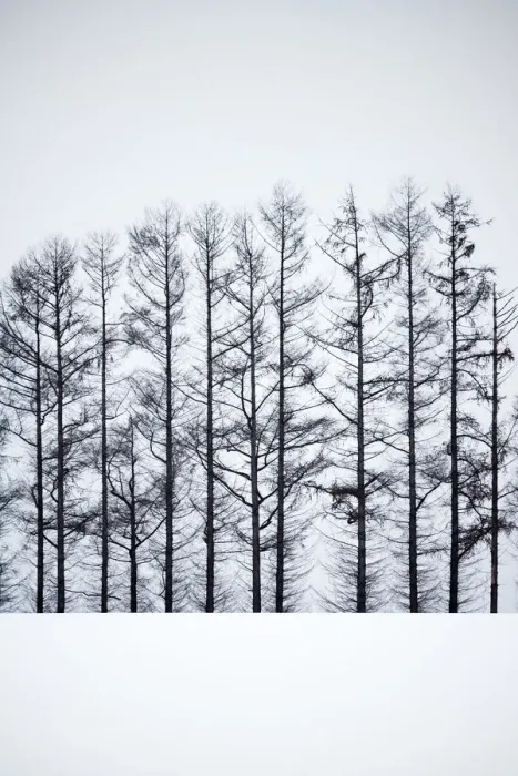 Framed Print : The Iconic pine trees in Biei, Hokkaido, Japan
