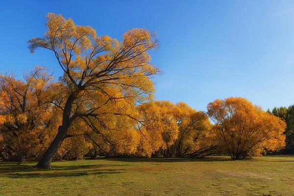 An Iconic tree at Lake Hayes in autumn season