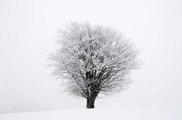 Icy tree in winter, Lower Saxony, Germany, Europe