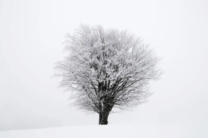 Framed Print : Icy tree in winter, Lower Saxony, Germany, Europe Framed Print : Icy tree in winter, Lower Saxony, Germany, Europe