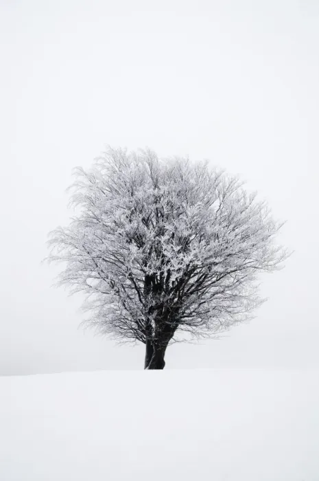 Framed Print : Icy tree in winter, Lower Saxony, Germany, Europe Framed Print : Icy tree in winter, Lower Saxony, Germany, Europe