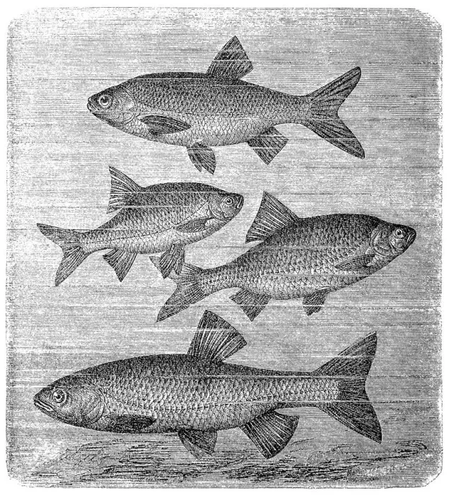 Framed Print : The ide (Leuciscus idus), common rudd (Scardinius erythrophthalmus), roach (Rutilus rutilus), chub (Squalius cephalus) Framed Print : The ide (Leuciscus idus), common rudd (Scardinius erythrophthalmus), roach (Rutilus rutilus), chub (Squalius cephalus)