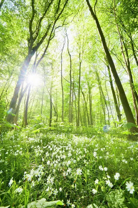 Framed Print : Idyllic forest and wild flower meadow in springtime against sun Framed Print : Idyllic forest and wild flower meadow in springtime against sun