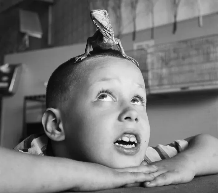Framed Print : Iguana on Brooklyn Boy's Head