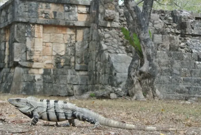 Framed Print : Iguana at Chichen Itza Framed Print : Iguana at Chichen Itza