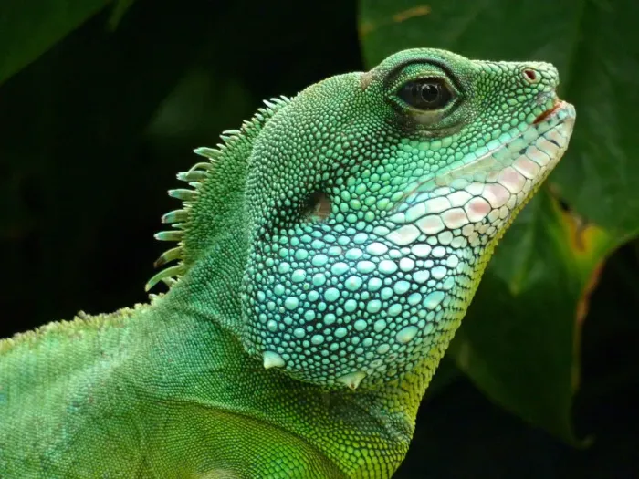 Framed Print : Iguana at Kew gardens Framed Print : Iguana at Kew gardens