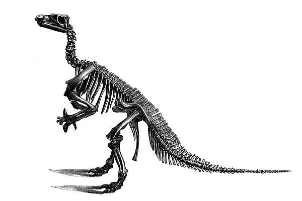 Iguanodon. Illustration of a Iguanodon