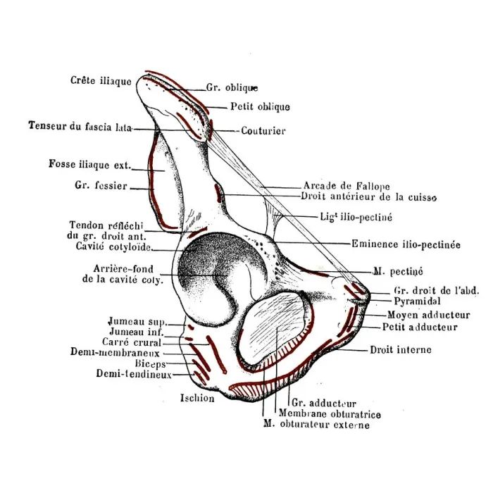 Framed Print : Iliac bone Framed Print : Iliac bone