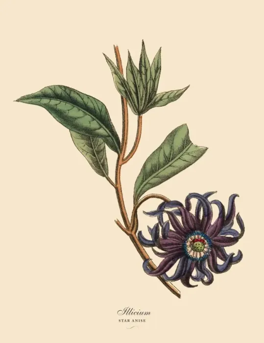 Framed Print : Illicium or Star Anise Plant, Victorian Botanical Illustration Framed Print : Illicium or Star Anise Plant, Victorian Botanical Illustration