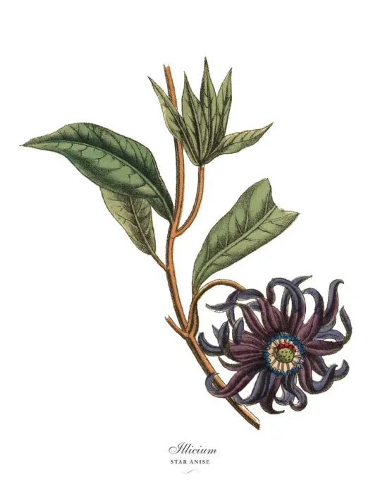 Framed Print : Illicium or Star Anise Plant, Victorian Botanical Illustration Framed Print : Illicium or Star Anise Plant, Victorian Botanical Illustration