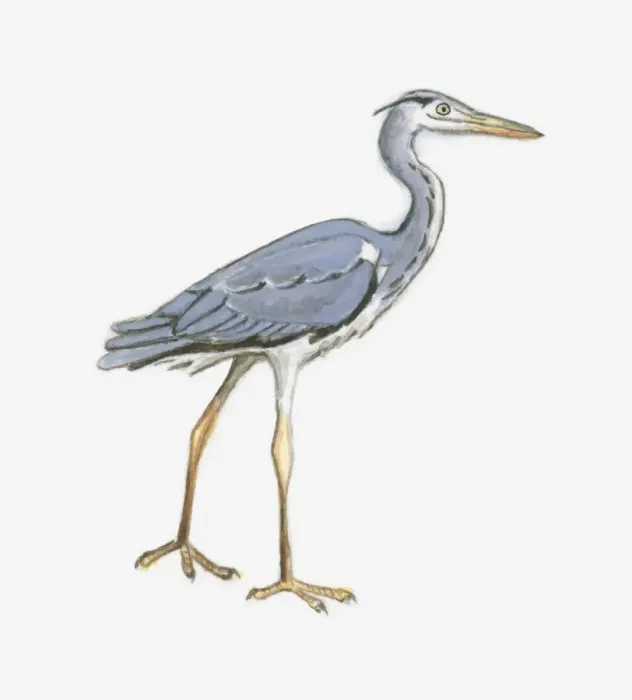 Framed Print : Illlustration of a heron Framed Print : Illlustration of a heron