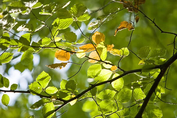 Illuminated Beech (Fagus) leaves on a branch, Wohldorf Forest, Hamburg, Germany, Europe