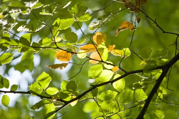 Framed Print : Illuminated Beech (Fagus) leaves on a branch, Wohldorf Forest, Hamburg, Germany, Europe Framed Print : Illuminated Beech (Fagus) leaves on a branch, Wohldorf Forest, Hamburg, Germany, Europe