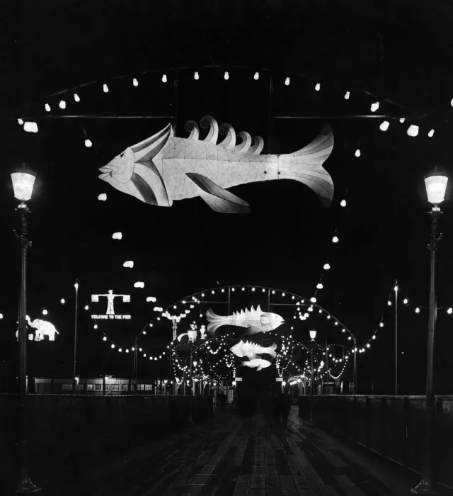 Framed Print : Illuminated Fish Framed Print : Illuminated Fish