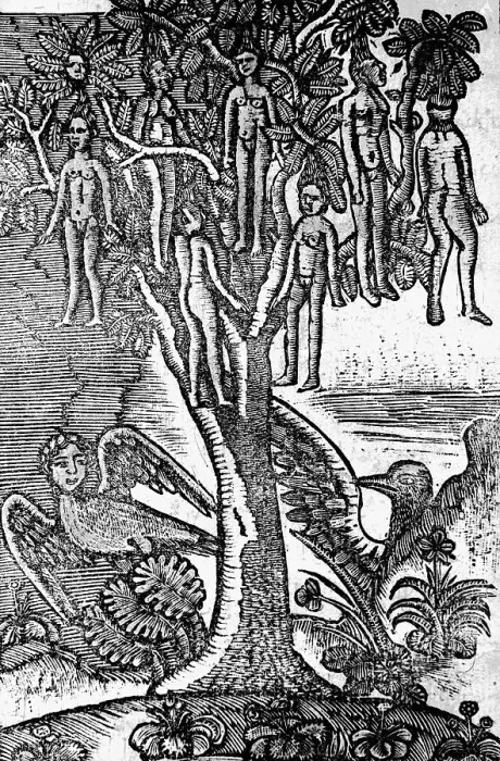 Framed Print : Illus Of Wak Wak Tree W / Human Fruit Framed Print : Illus Of Wak Wak Tree W / Human Fruit