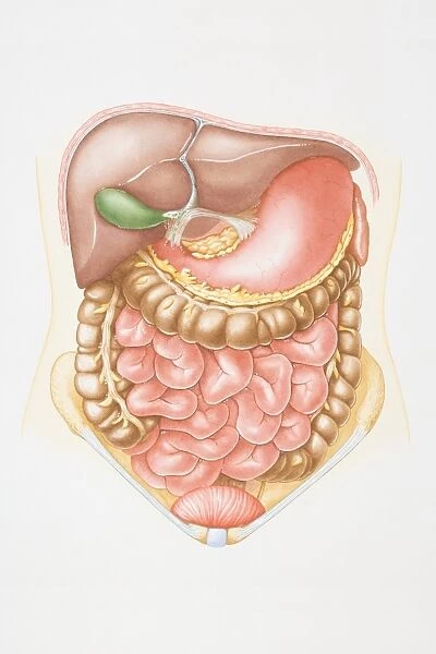Illustration of abdominal cavity including liver, pancreas, stomach, small intestine, colon and bladder