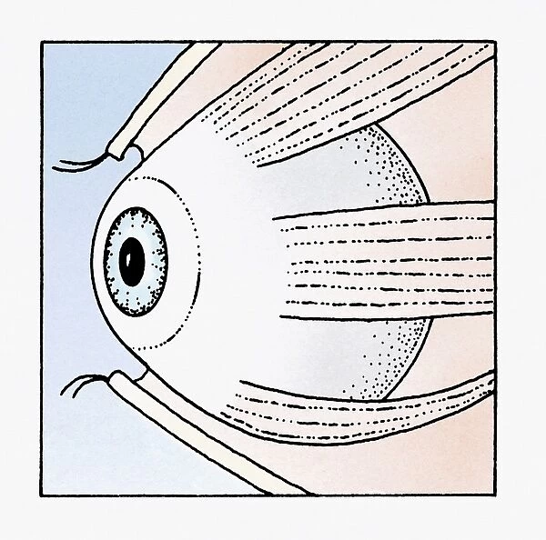 Illustration of abducens nerve that controls lateral rectus muscle of the human eye