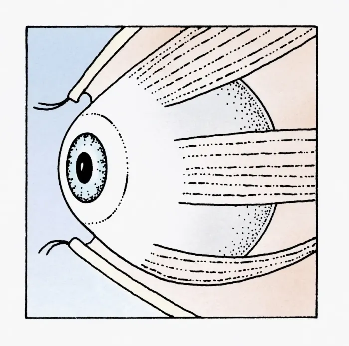Framed Print : Illustration of abducens nerve that controls lateral rectus muscle of the human eye Framed Print : Illustration of abducens nerve that controls lateral rectus muscle of the human eye