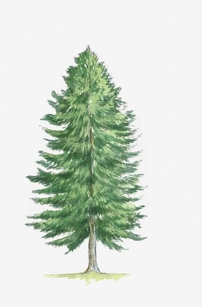 Illustration of Abies alba (Silver Fir) tree
