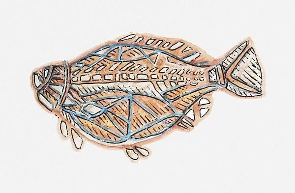 Illustration of Aboriginal cave painting of a fish