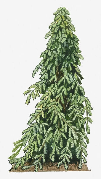 Illustration of Abrus precatorius (Jequirity) perennial with green leaves