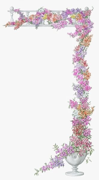 Illustration of abundance of multi colored Bougainvillea growing on trellis from white urn