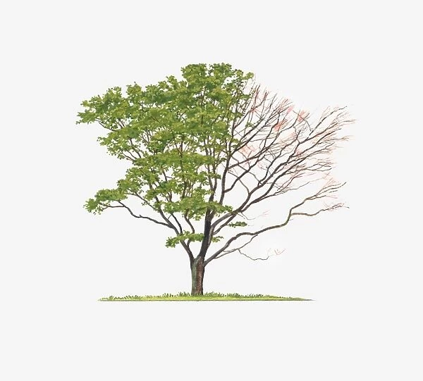 Illustration of Acer palmatum Senkaki (Coral-bark Maple) showing shape of tree with and without leaves