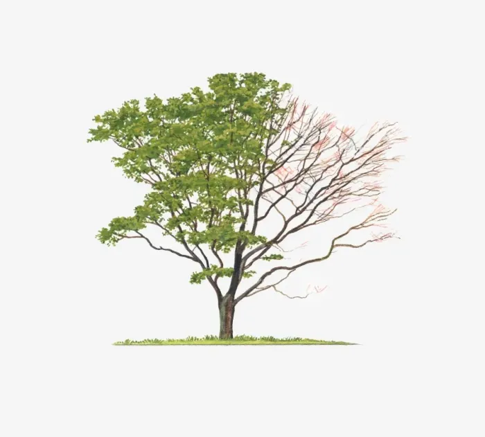 Framed Print : Illustration of Acer palmatum Senkaki (Coral-bark Maple) showing shape of tree with and without leaves Framed Print : Illustration of Acer palmatum Senkaki (Coral-bark Maple) showing shape of tree with and without leaves