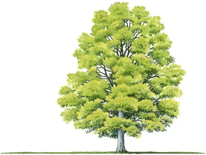 Framed Print : Illustration of Acer saccharum (Sugar Maple), a deciduous tree showing shape of canopy and summer leaves