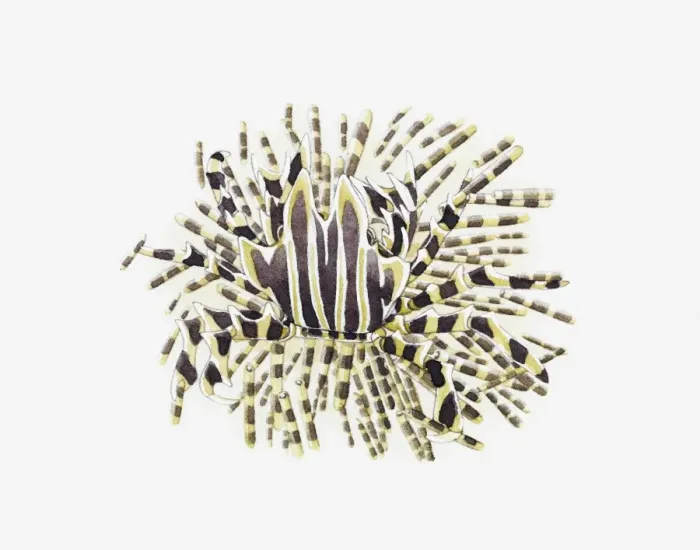 Framed Print : Illustration of Adam`s Urchin Crab (Zebrida adamsii) on sea urchin Framed Print : Illustration of Adam`s Urchin Crab (Zebrida adamsii) on sea urchin