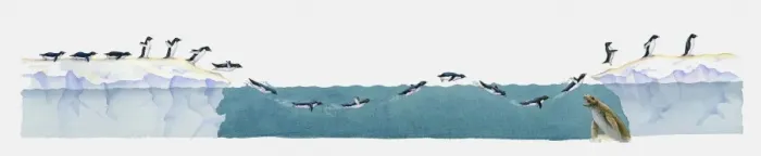 Framed Print : Illustration of Adelie penguins (Pygoscelis adeliae) moving from land through water and back onto land, Leopard seal (Hydrurga leptonyx) preying underwater Framed Print : Illustration of Adelie penguins (Pygoscelis adeliae) moving from land through water and back onto land, Leopard seal (Hydrurga leptonyx) preying underwater