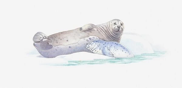 Illustration of adult and baby seal resting on ice floe
