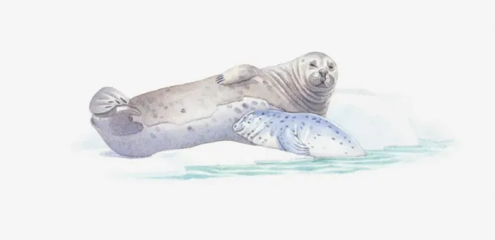 Framed Print : Illustration of adult and baby seal resting on ice floe Framed Print : Illustration of adult and baby seal resting on ice floe