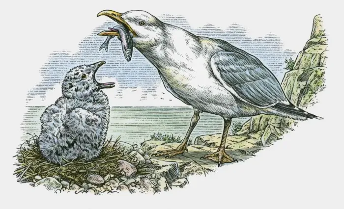 Framed Print : Illustration of adult feeding fish to hungry young Seagull on nest on top of cliff Framed Print : Illustration of adult feeding fish to hungry young Seagull on nest on top of cliff