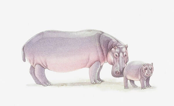 Illustration of adult hippo and baby hippo