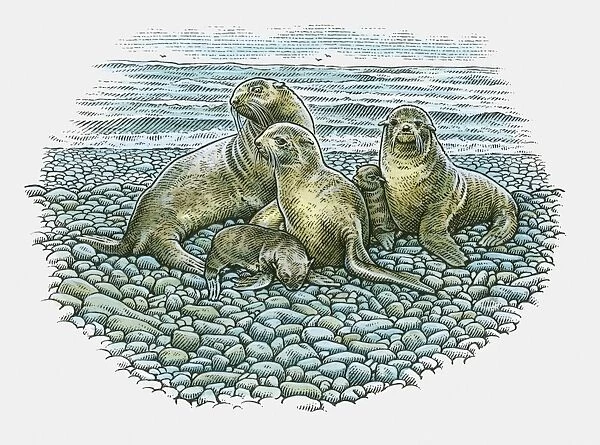 Illustration of adult Sea Lions and pups on rocky beach
