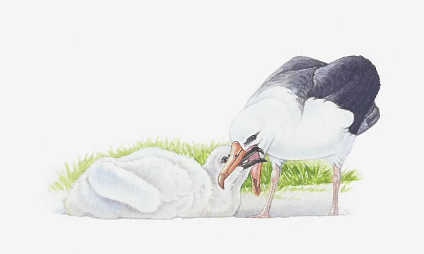 Illustration of adult seagull and baby seagull