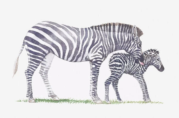 Illustration of adult zebra and baby zebra