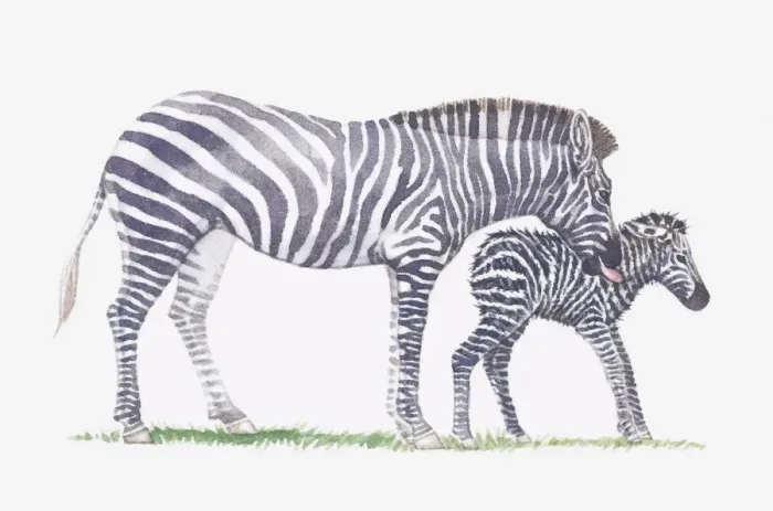 Framed Print : Illustration of adult zebra and baby zebra Framed Print : Illustration of adult zebra and baby zebra